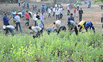 Weeds Management